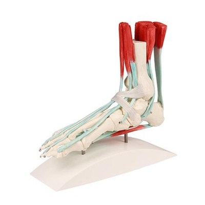 Erler Zimmer Foot Skeleton Model with Ligaments