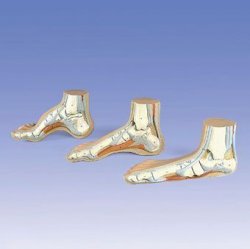 Foot Anatomical Models (low, normal or high arch)