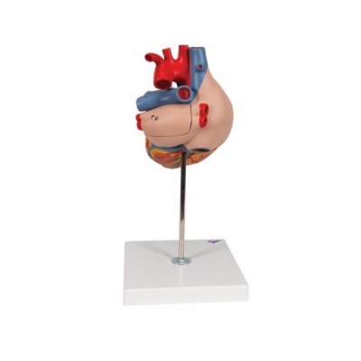 Giant Anatomical Human Heart Model with Four Parts