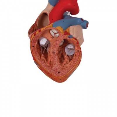 Giant Anatomical Human Heart Model with Four Parts