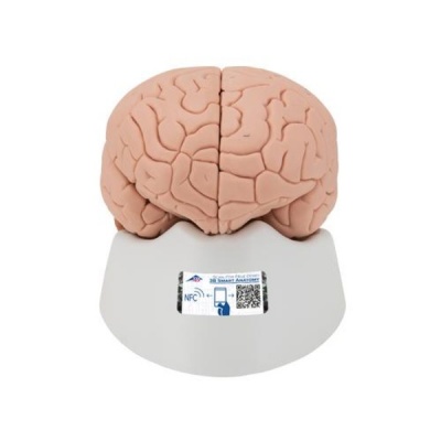 Human Brain Classic Anatomical Model (Four Parts)