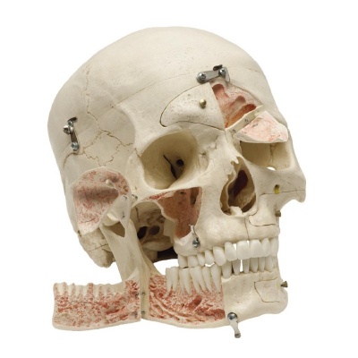 Rudiger Demonstration Human Skull Model