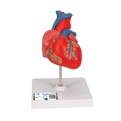 Human Heart Classic Anatomical Model (Two-Part)