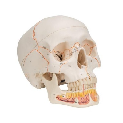 Human Skull with Opened Lower Jaw Classic Anatomical Model (Three-Part)