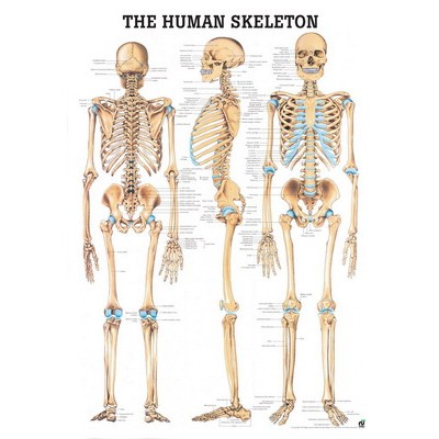 Rudiger Human Skeleton Anatomical Poster