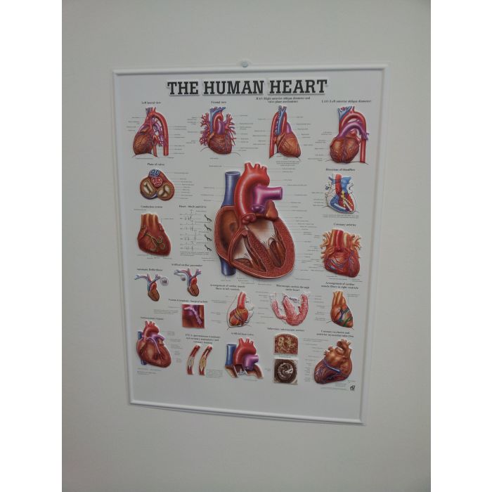 3D Human Heart Poster Sports Supports Mobility Healthcare Products