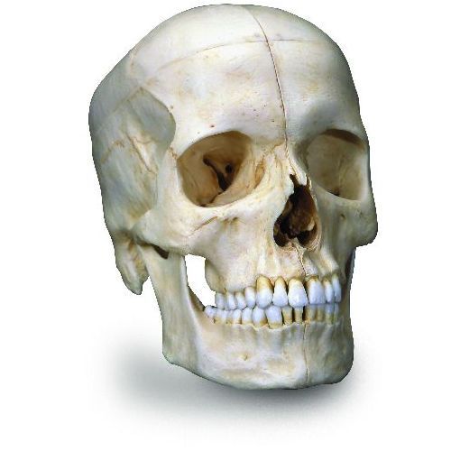 Bonelike Human Bony Skull Model 6 Part