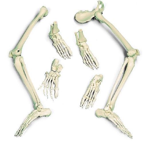 Leg Skeleton With Hip Bone