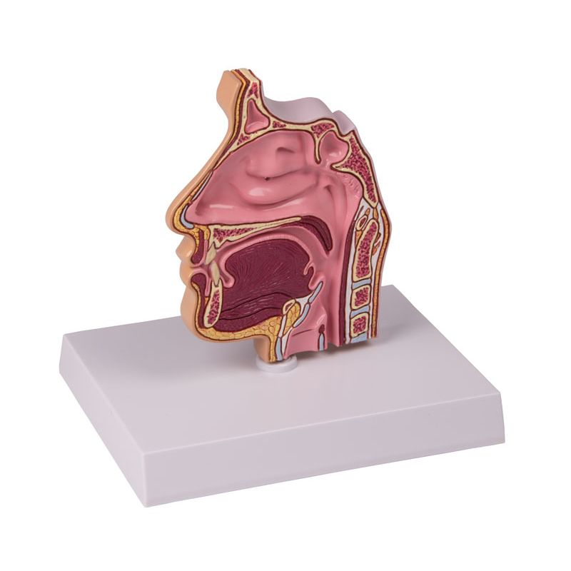 Nose and Sinus Model Sports Supports Mobility Healthcare Products