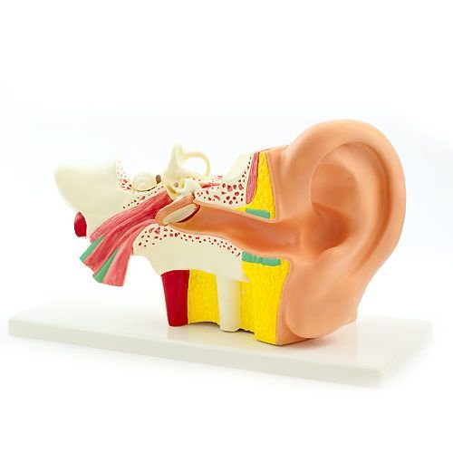 Anatomical Model of the Ear 4 Parts Sports Supports Mobility