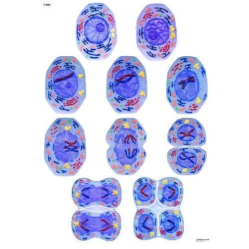 cell division chart