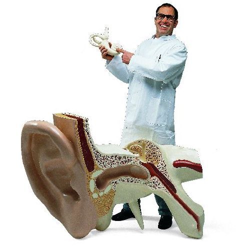 The World's Largest Ear 15 Times FullSize 3 Part Sports Supports