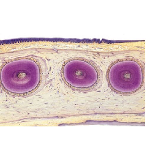 Digestive System Spanish Sports Supports Mobility Healthcare