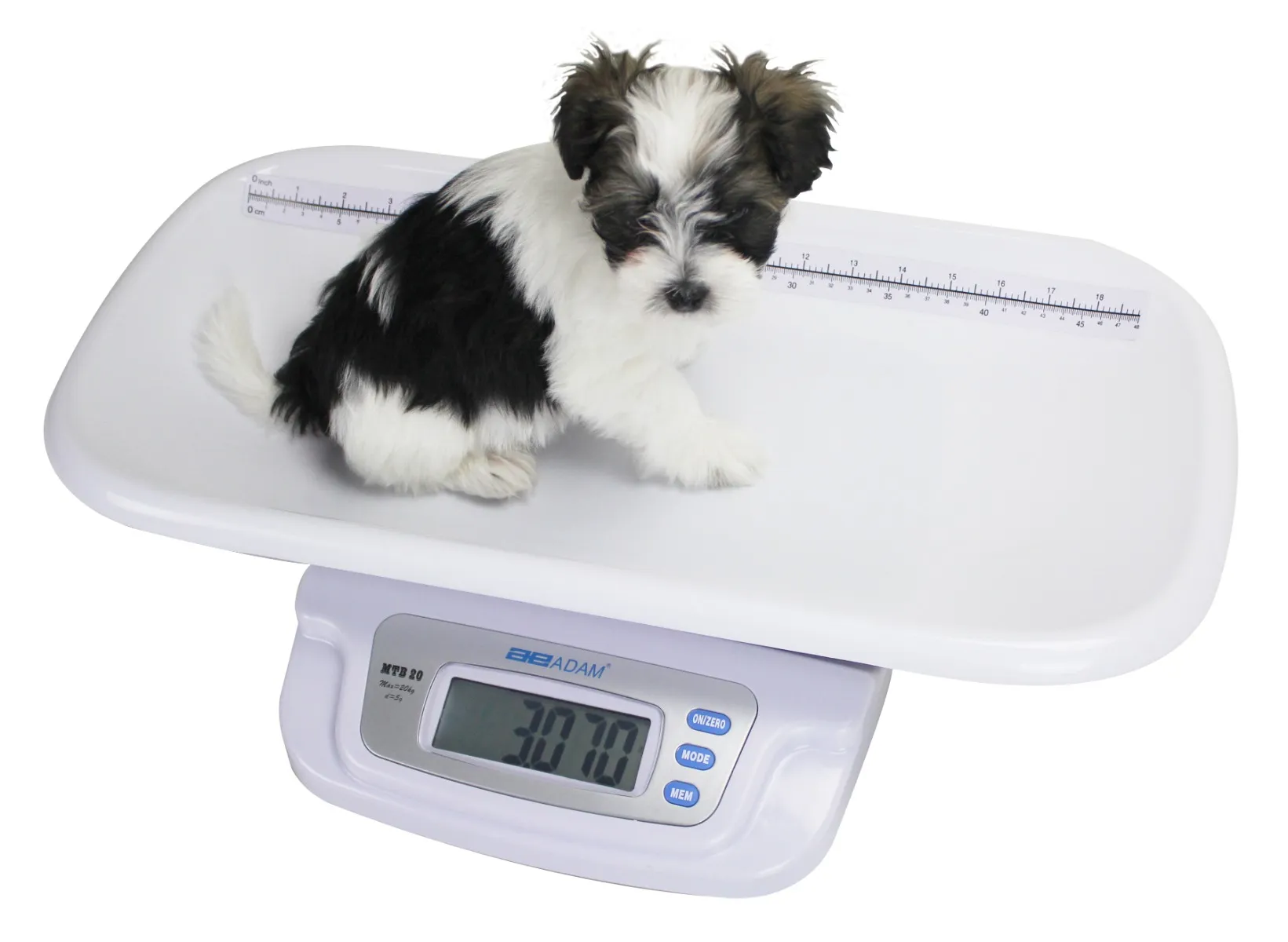 Small dog being weighed on the Adam Equipment MTB 20 scale