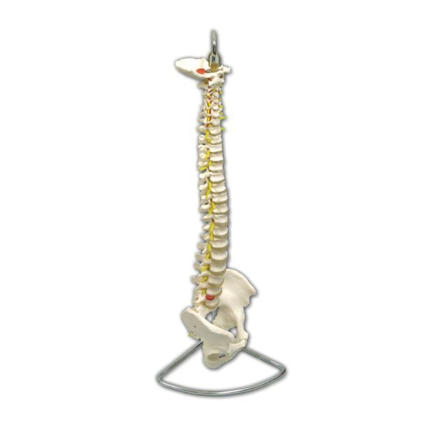 Anatomical Model Life Size Spine with Pelvis Sports Supports