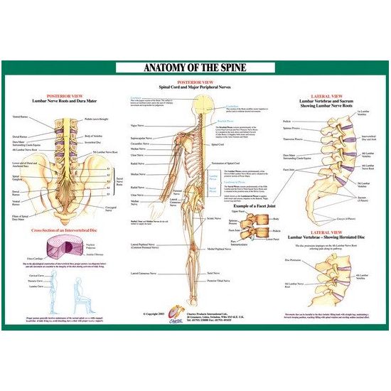 Chartex Spine Anatomical Chart (Nerves)