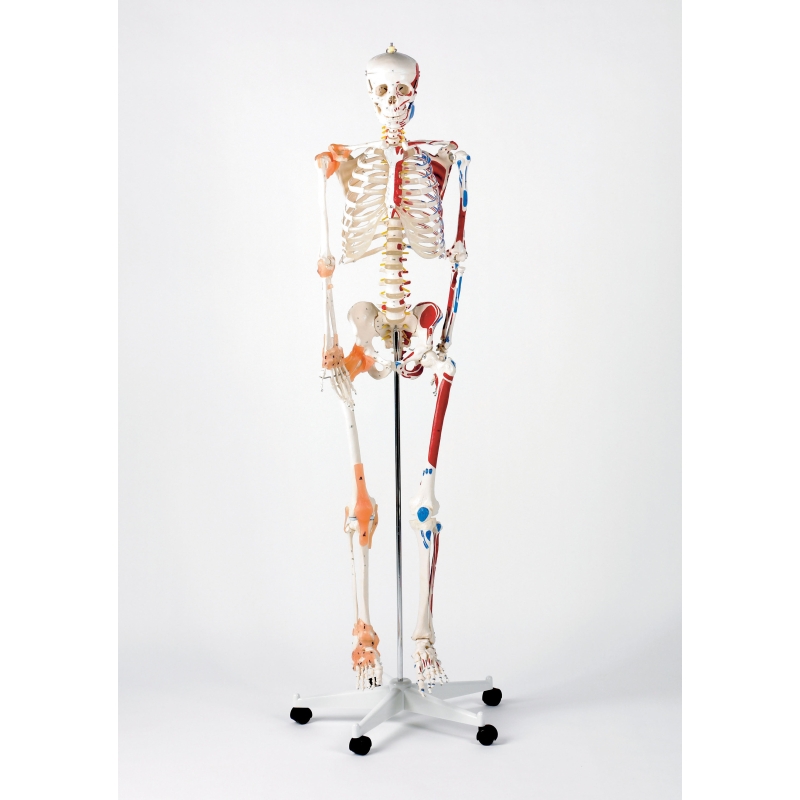 life size model skeleton deluxe sports supports mobility life size skeleton