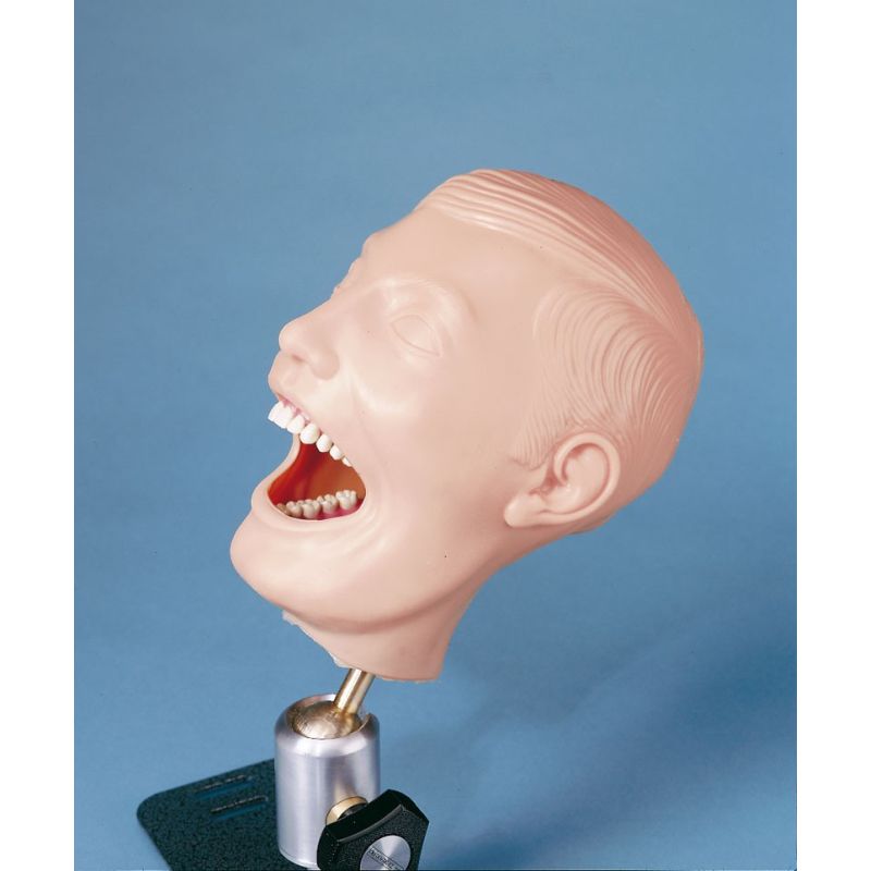 Dental Manikin Sports Supports Mobility Healthcare Products