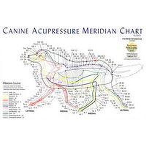 Meridian+Charts+For+Dog+Acupuncture Canine Dog Acupressure Meridian Chart Poster :: Sports Supports ...