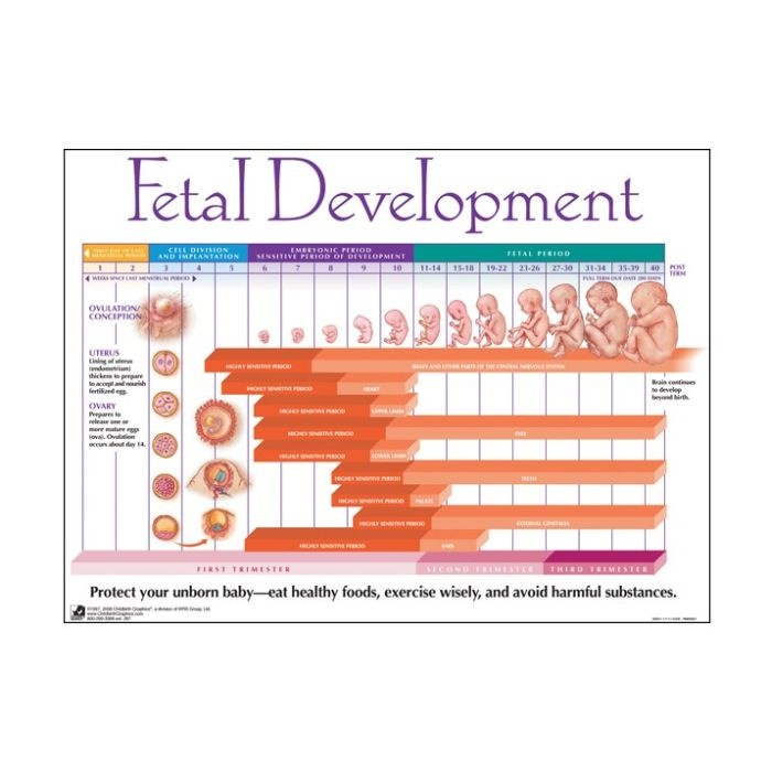 babys growth chart