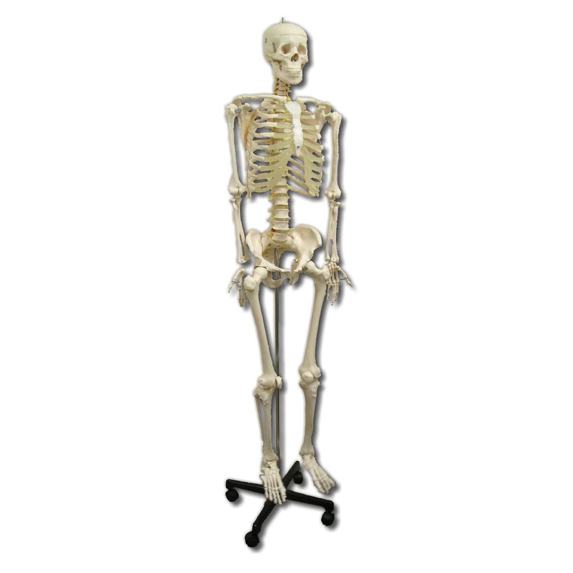 Cheapest Life Size Skeleton
