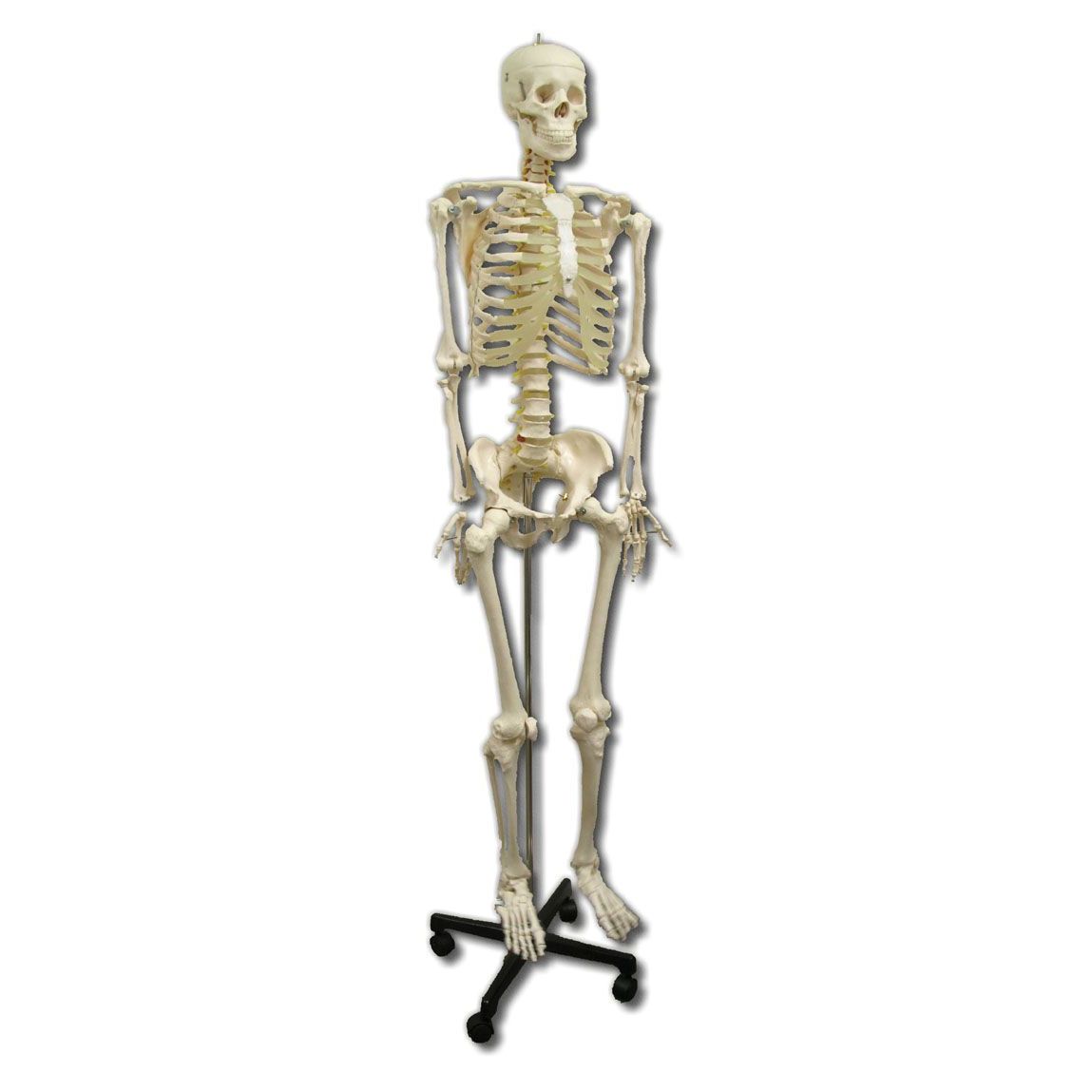 Anatomical Model Life Size Skeleton Sports Supports Mobility
