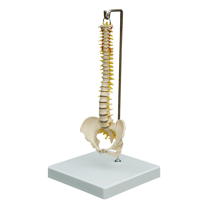 Rudiger Mini Anatomical Spine Model