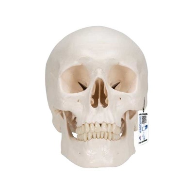 Classic Human Skull Model With 5 Part Brain