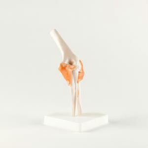 Life-Size Elbow Joint Anatomical Model