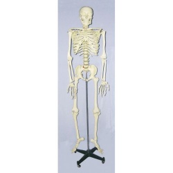 Life Sized Model Skeleton With Frame
