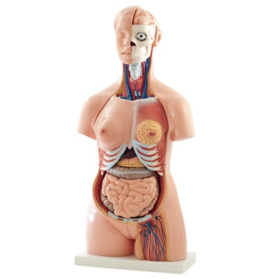 Lifesize Torso Human Anatomy Model