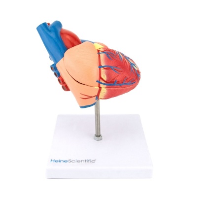 Lifesize Two-Part Human Heart Model