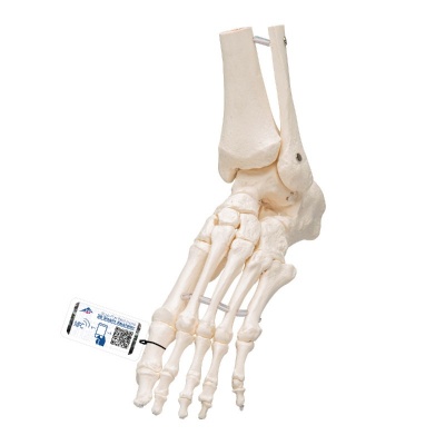Loose Foot and Ankle Skeleton Anatomical Model (Elastic Mounted)