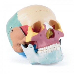 Life-Size Human Skull With Coloured Bones