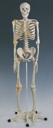 Anatomical Model Skeleton With Ligaments ''Leo'' A12