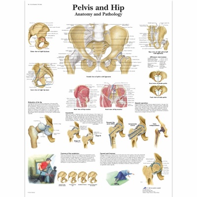 Pelvis and Hip Anatomy Chart