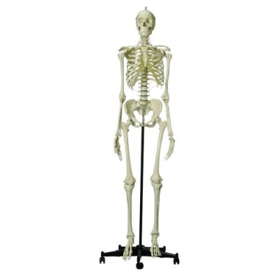 Rudiger Life-Size Human Female Model Skeleton