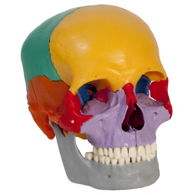 Rudiger Coloured Dissectible Human Teaching Skull Model