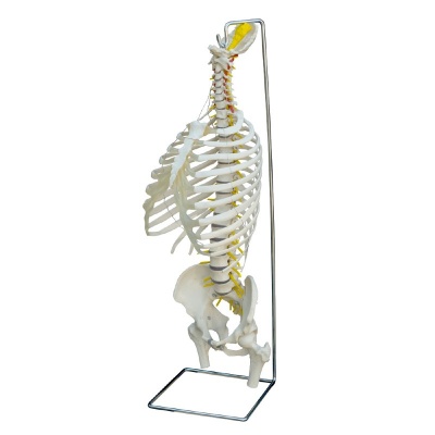 Rudiger Flexible Life-Size Human Spine Model with Thorax