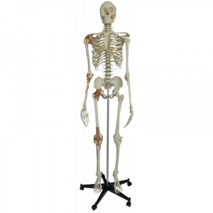 Rudiger Human Model Skeleton Life-Size with 4 Ligaments