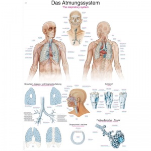 ''The Respiratory System'' Educational Chart