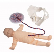 Foetus Doll with Placenta and Pelvis