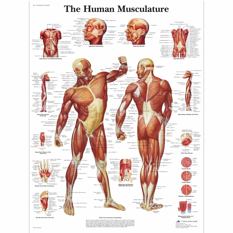 Laminated Muscle Anatomy Chart