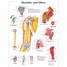 Shoulder and Elbow Anatomy Chart