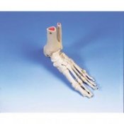 Anatomical Physiological Model Skeleton :: Sports Supports | Mobility
