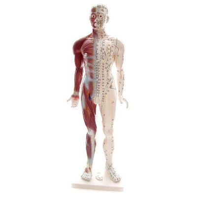Two-Sided Acupuncture Model with Muscles