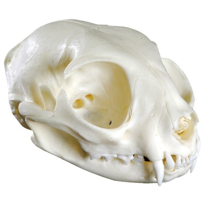 Life Size Cat Skull