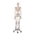 Anatomical Model Skeleton Stan A10