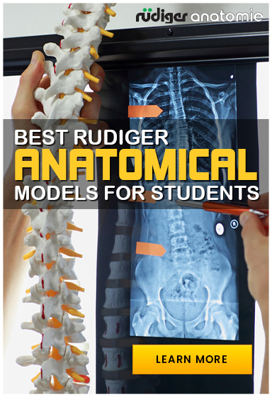 Rudiger Anatomie Anatomical Models