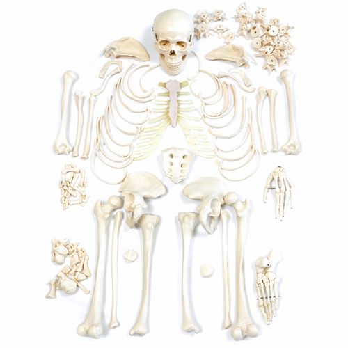 If you have enough space, the Human Skeleton is ideal for display If you have enough space, the Human Skeleton is ideal for display